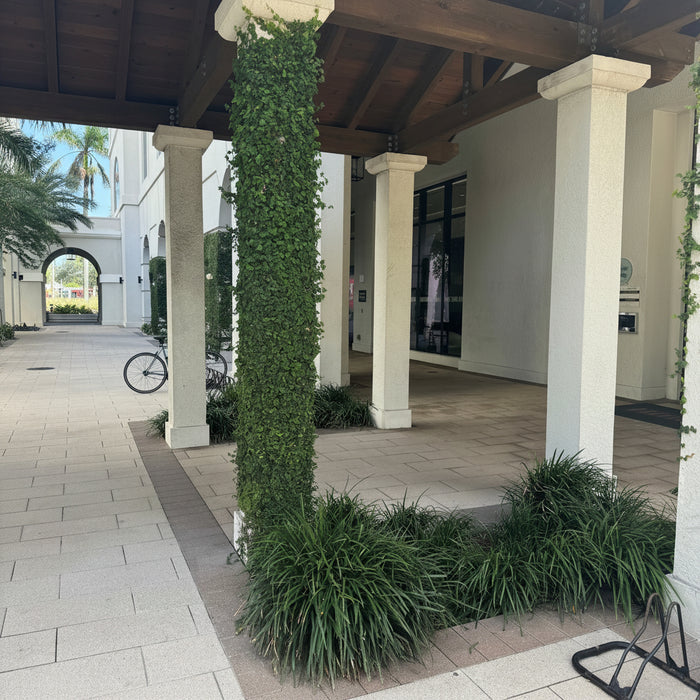 Liriope super blue An outdoor architectural walkway with white columns, a covered wooden roof, paved stone flooring, and green ground cover and tall ivy-covered posts.