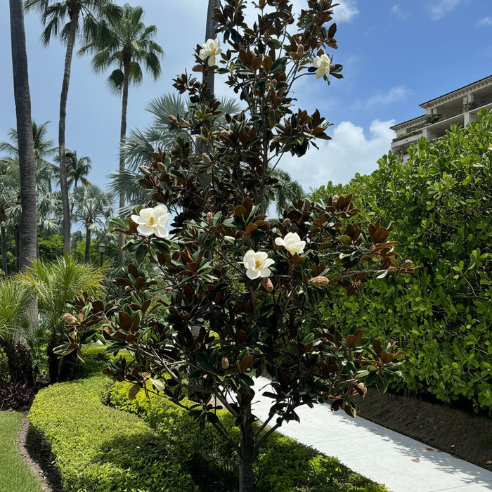 Mature Magnolia Little Gem Flowering Tree with dense evergreen canopy and fragrant white flowers, showing full grown landscape appearance ideal for luxury garden designs.
