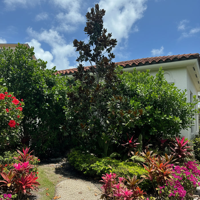 Mature Magnolia Little Gem Flowering Tree with dense evergreen canopy and fragrant white flowers, showing full grown landscape appearance ideal for luxury garden designs.