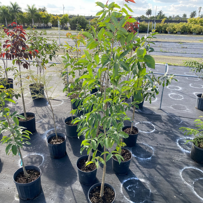 Mahogany Tree, Swietenia mahagoni in multiple pots