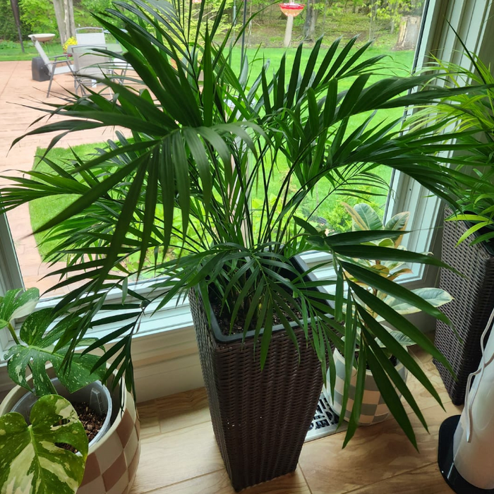 majesty palm Potted plant on a wooden floor with a window in the background