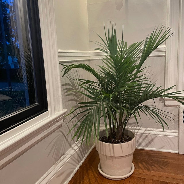 Majesty Palm, Ravenea Rivularis in a classic white ceramic pot situated on a warm hardwood floor in a brightly lit room corner, featuring its gracefully arching dark green fronds against an elegant backdrop of light grey walls, white wainscoting, and a dark window frame, ideal for bringing a lush, classic tropical feel and elegant living decoration to your home interior.