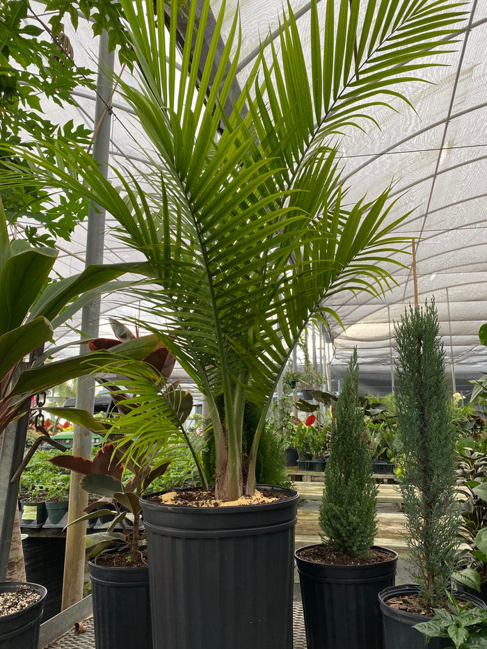 Majesty Palm, Ravenea Rivularis in 7 gallon black grower pots lined up within a sunlit shade house nursery setting, featuring their characteristic gracefully arching dark green fronds and lush, full canopies, ideal for bringing a vibrant, classic tropical feel to your landscape, shaded patio, or home interior.