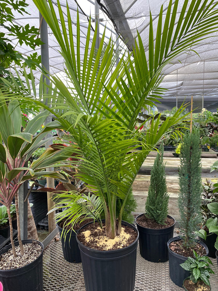 Majesty Palm, Ravenea Rivularis in a 7 gallon black grower pot situated on slatted nursery flooring alongside assorted tropical and evergreen plants within a sunlit shade house setting, featuring its characteristic gracefully arching dark green fronds and vibrant, lush canopy, ideal for bringing a classic tropical feel to your landscape or home interior.