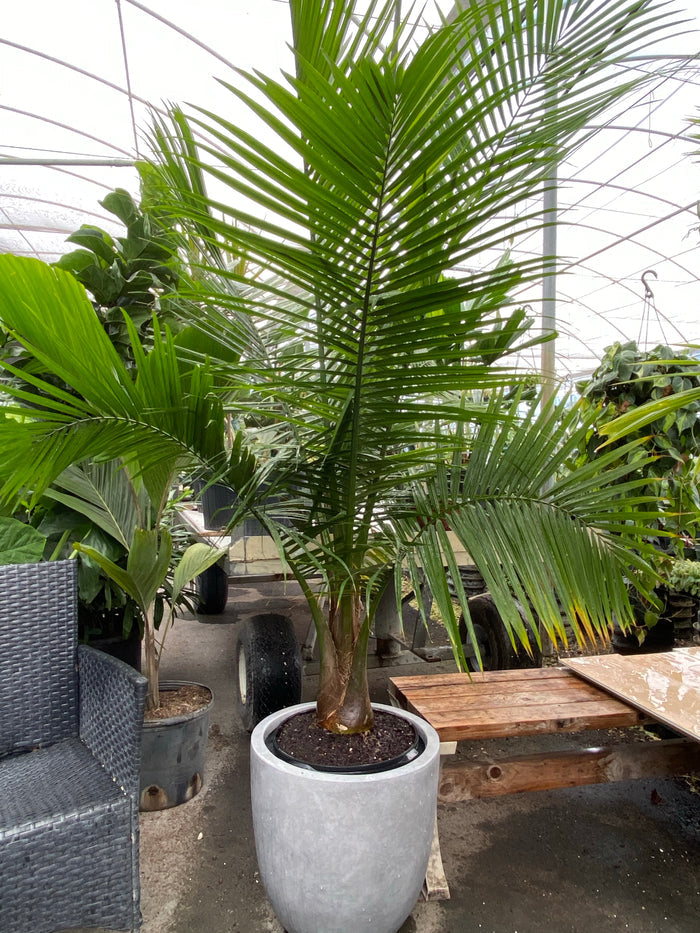 Majesty Palm, Ravenea Rivularis in a modern grey cylindrical planter situated on the floor within a brightly lit greenhouse or shade house setting, featuring its characteristic robust trunk and gracefully arching, lush green fronds next to rustic wooden elements, ideal for bringing a classic tropical feel and vibrant living decoration to your indoor space or shaded patio.