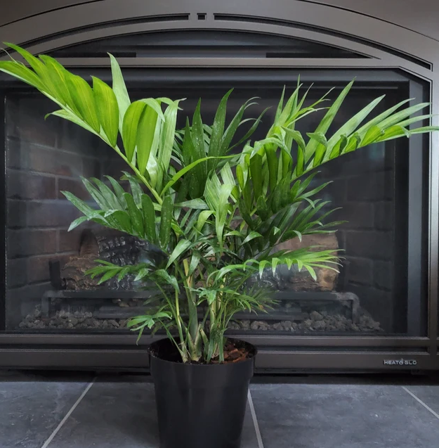 Majesty Palm, Ravenea Rivularis in a 2 gallon black grower pot situated on a dark tiled hearth in front of a classic black fireplace, featuring its characteristic lush, gracefully arching vibrant green fronds that contrast beautifully against the dark background, ideal for adding a striking tropical focal point and vibrant living decoration to your cozy home interior.