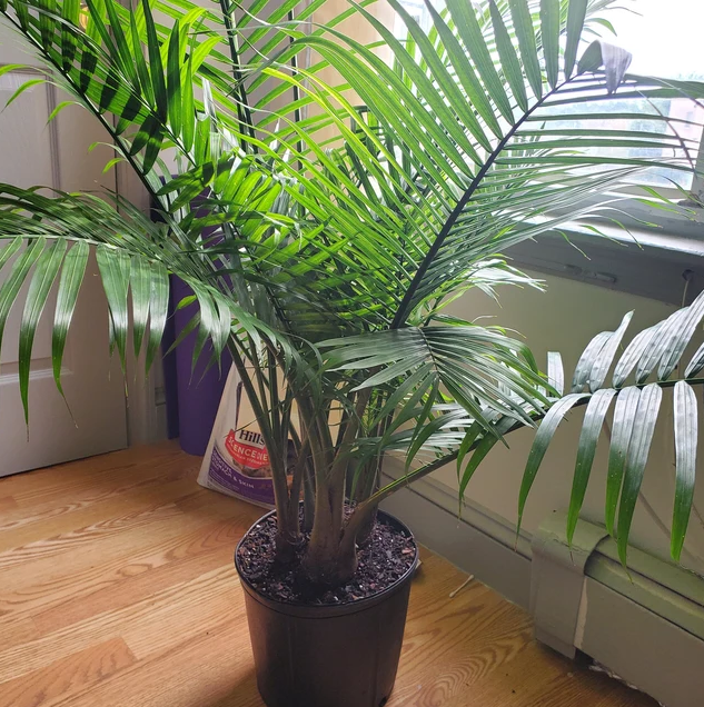 Majesty Palm, Ravenea Rivularis in a 5 gallon black grower pot resting on a light hardwood floor beside a sunlit window, featuring a robust cluster of vibrant green, gracefully arching fronds that thrive in bright indoor spaces, ideal for instantly transforming your home into a refreshing and lush tropical oasis.