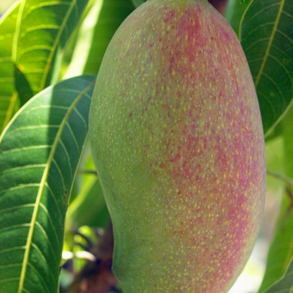 Mango tree fruit ripening in tree