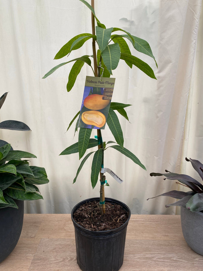 Mallika Mango Fruit Tree, Grafted in a 2gal pot