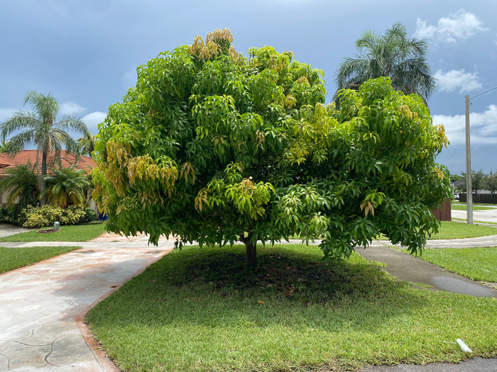 Mallika Mango Fruit Tree, Grafted Full grown planted in front of home