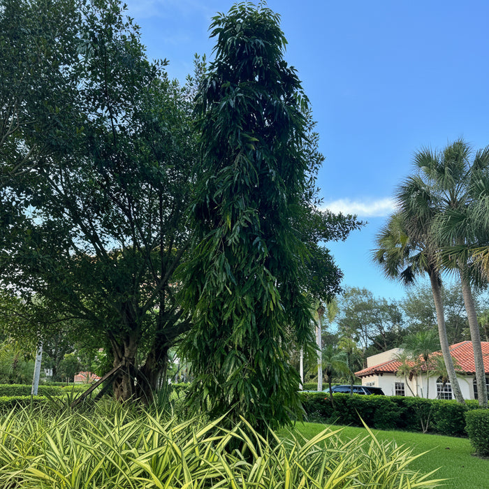 Mature Mast Tree, False Ashoka growing outdoors