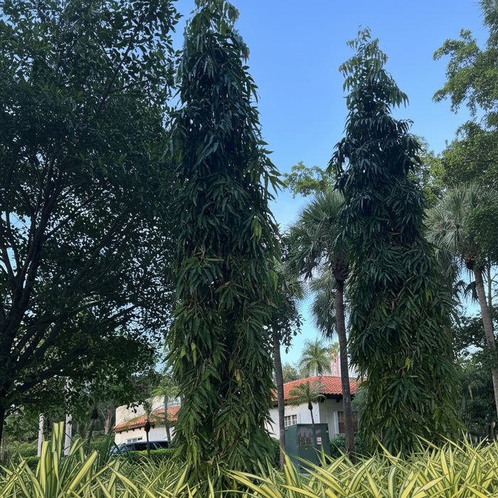 Tall, mature Mast Tree, False Ashoka growing outdoors