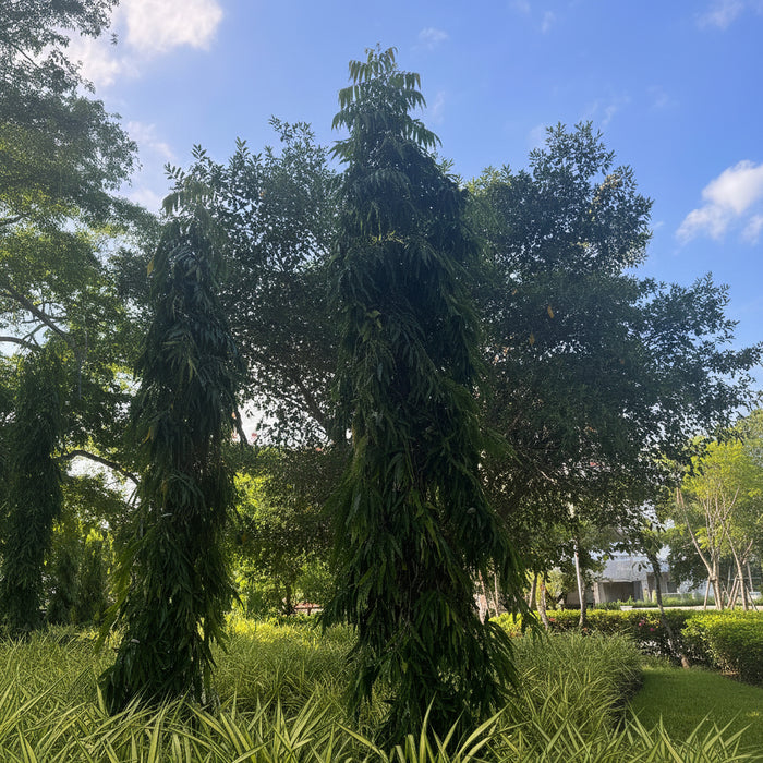 Mature Mast Tree, False Ashoka in tropical landscape