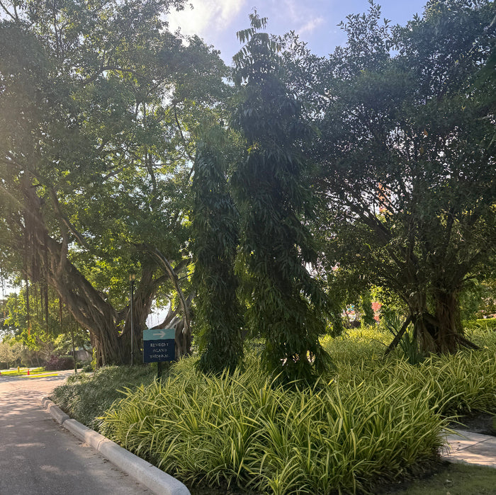 Mature Mast Trees showcasing their distinct tall, slender, weeping shape in a sunlit park setting beside a paved pathway.