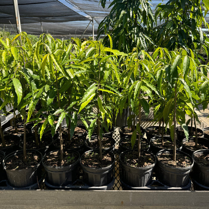 Young False Ashoka, Mast Tee's in black grower pots on nursery carts