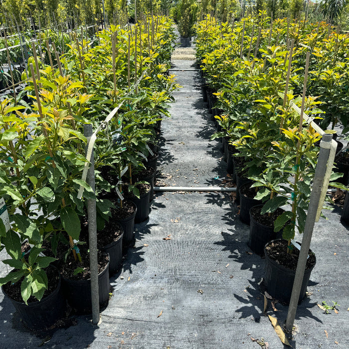 Avocado tree in Row of potted plants on a pathway in a nursery setting
