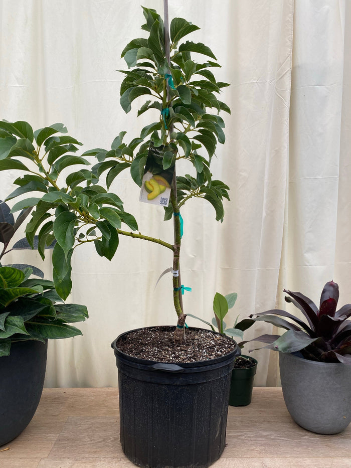 A young, cold-hardy Mexicola Avocado (Persea americana) tree growing in a black nursery pot