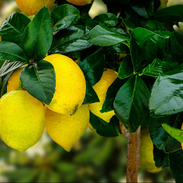 Meyer Lemon Citrus limon fruit in tree