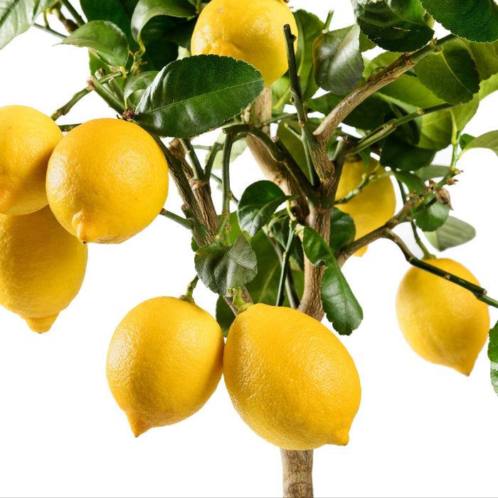 Meyer Lemon Citrus limon fruit in tree