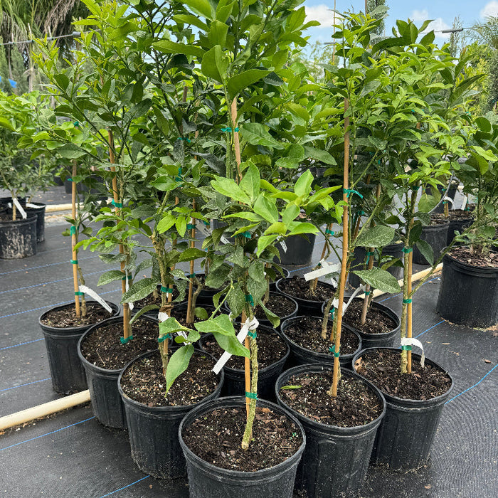 Meyer Lemon Citrus limon potted citrus plants in rows at nursery