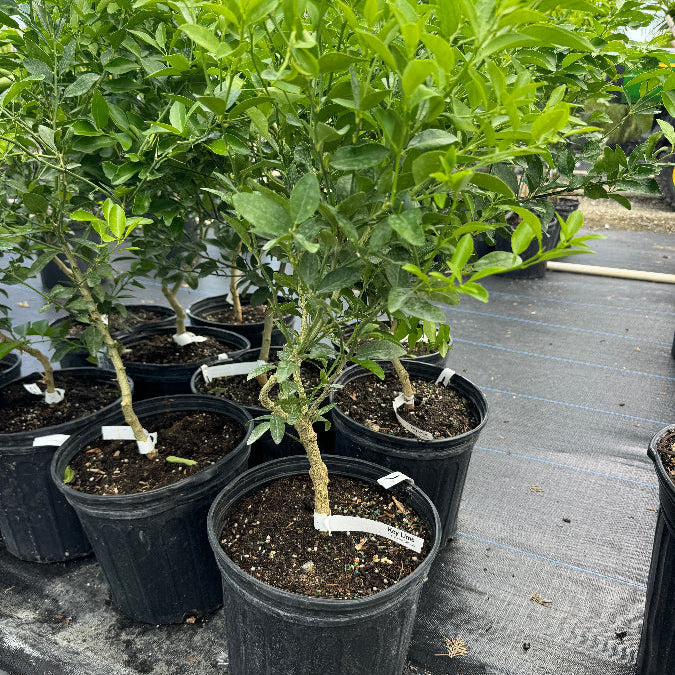 Meyer Lemon Citrus limon potted citrus plants in rows at nursery