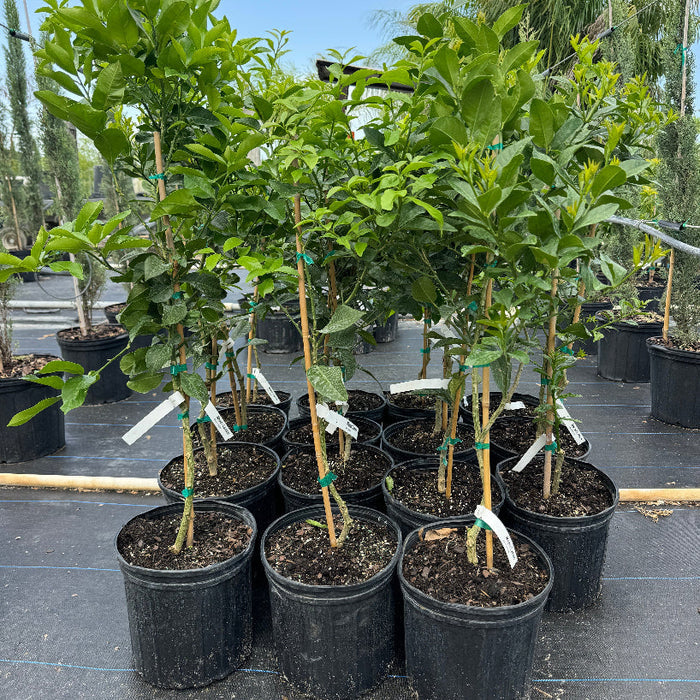 Meyer Lemon Citrus limon potted citrus plants in rows at nursery