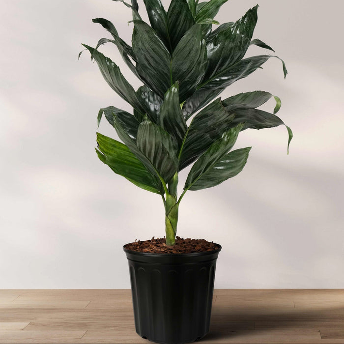 A mini fishtail palm (Chamaedorea metallica) with green-silver metallic fronds in a black pot, placed against a neutral background.