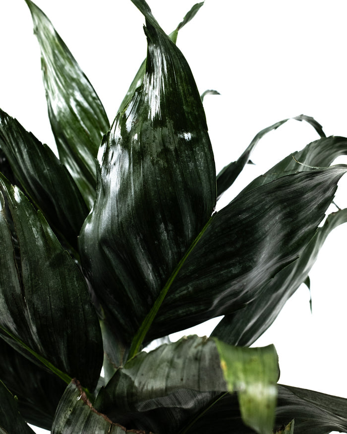 Close-up of dark green snake plant leaves on a white background A mini fishtail palm (Chamaedorea metallica) with green-silver metallic fronds in a black pot, placed against a neutral background.