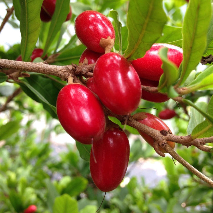 Close-up of ripe red Miracle Fruit berries on the branch