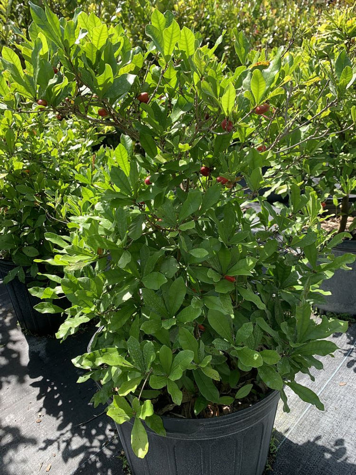 A cluster of smooth, ripe, bright red Miracle Fruit berries ready for harvest, nestled among vibrant green foliage.