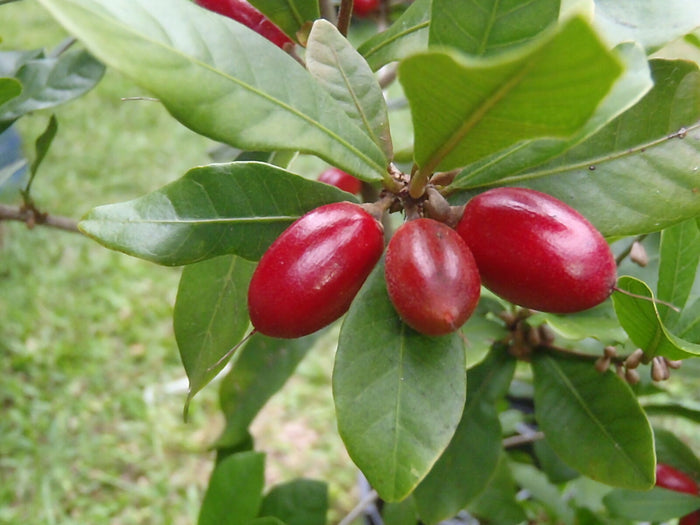 Vibrant red Miracle Fruit berries and glossy green leaves