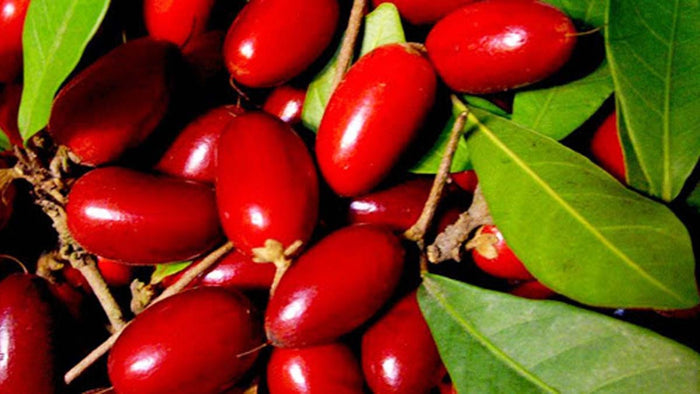 Vibrant red Miracle Fruit berries and glossy green leaves