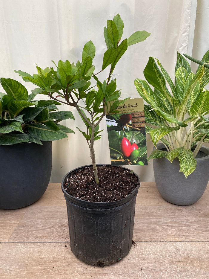 Young potted Miracle Fruit Berry tree sapling