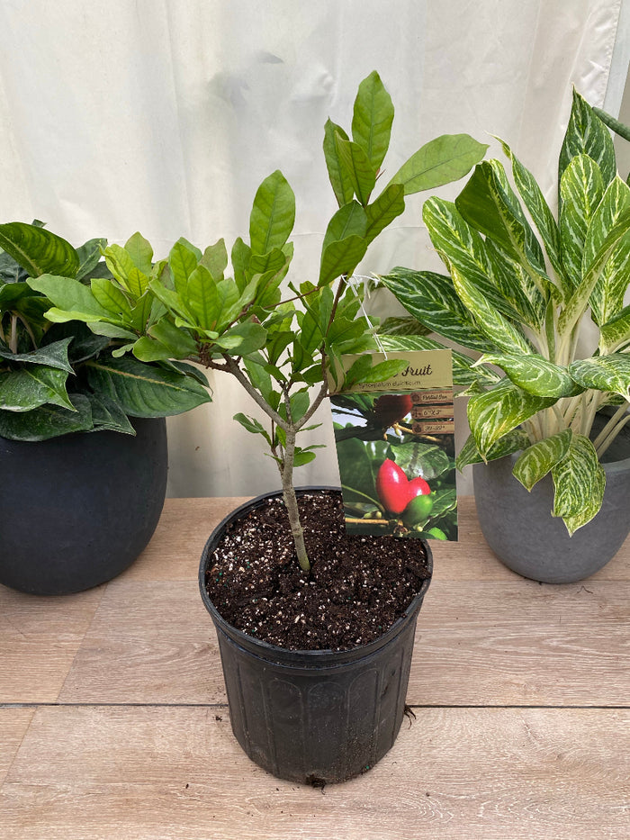 Young potted Miracle Fruit Berry tree sapling