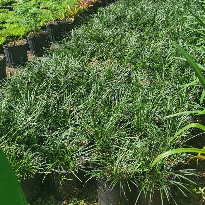 Mondo grass in row of pots