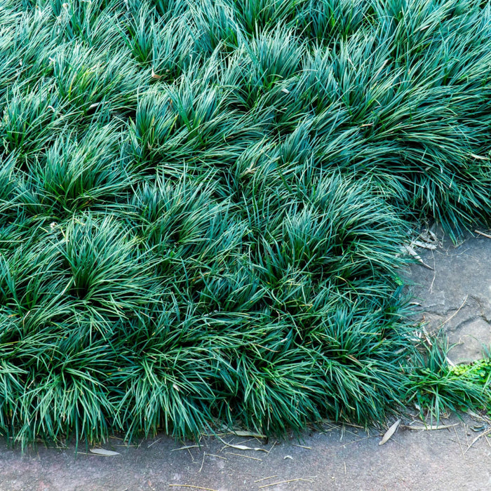 Mondo grass planted in garden