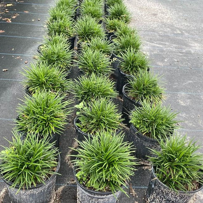 Mondo grass in row of pots