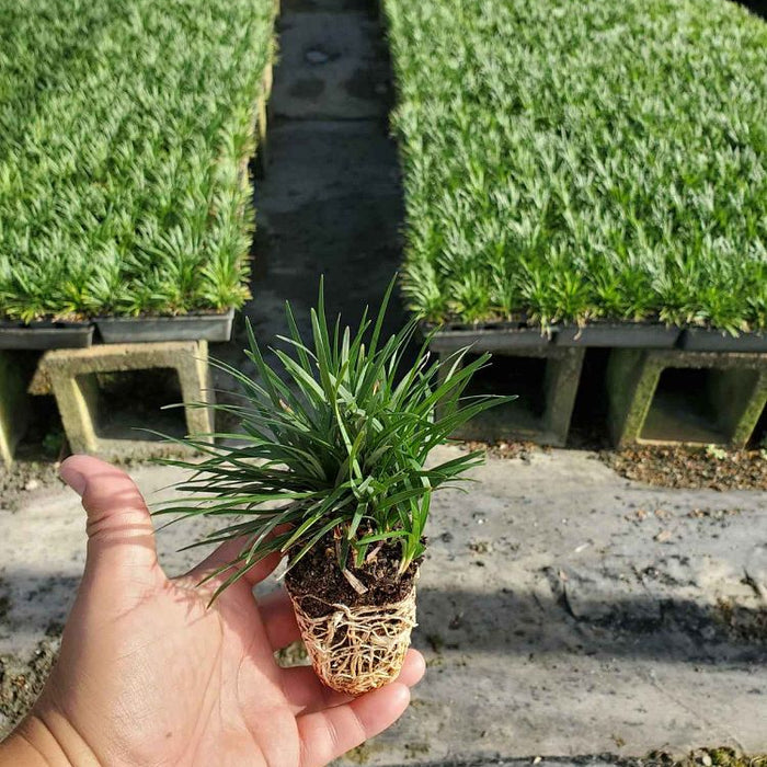 Mondo grass in row of pots