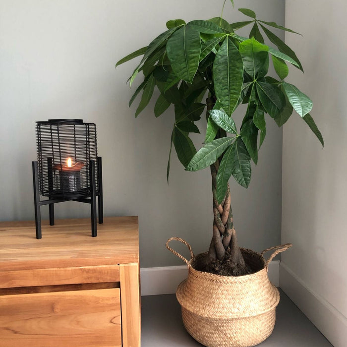 Mature Money Tree Braided, Tree Form, Pachira Aquatica, Good Luck Tree in a 5-gallon decorative woven basket for indoor use to amplify living room corners.