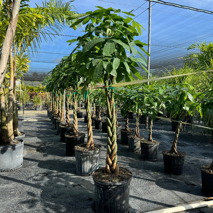 Money Tree Braided, Large Trunk Tree Form, Pachira Aquatica Row of potted plants in a nursery setting 5gal pot
