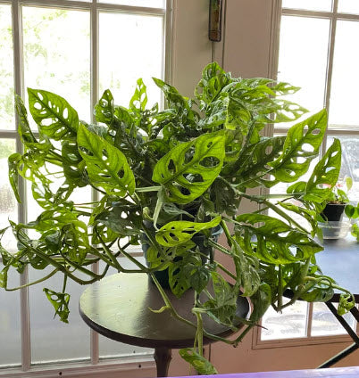 Monstera Adansonii Swiss cheese Hanging Basket on a table