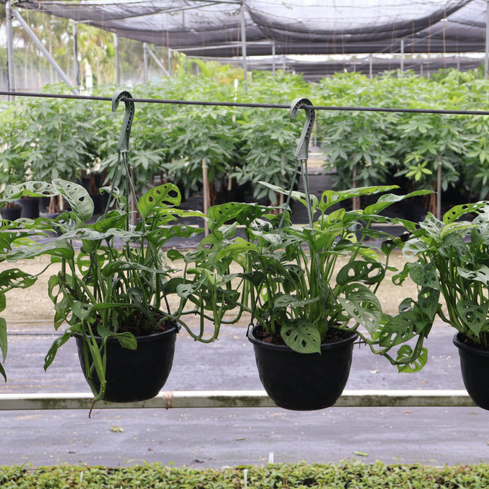 Three Monstera Adansonii, Swiss Cheese Vine, plants in green hanging baskets