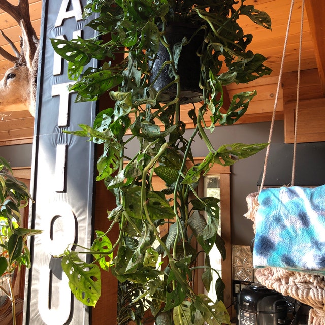 HB-8in Pot, 2-3ft