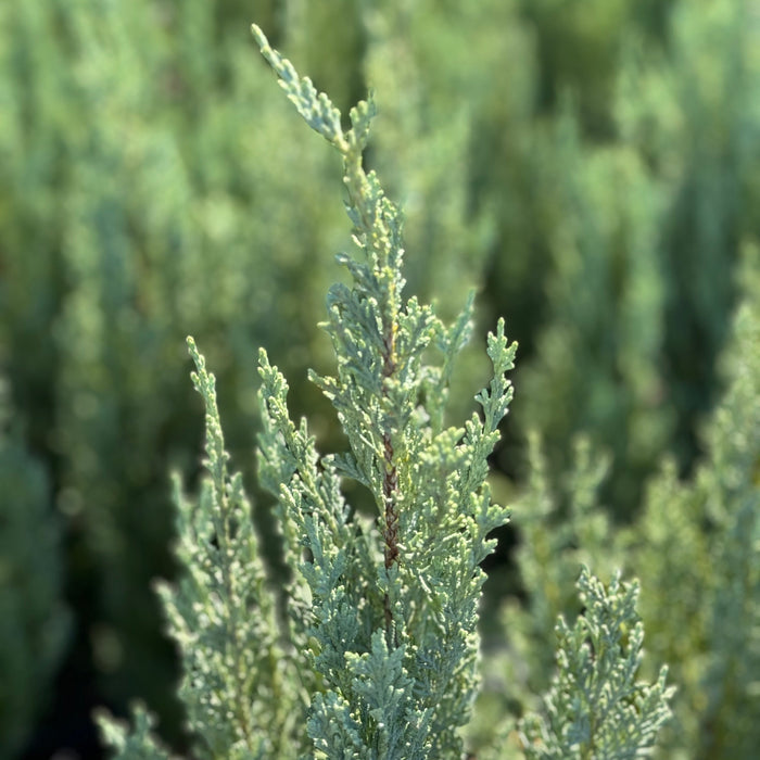 Moonglow, Rocky Mountain Juniper, Juniperus scopulorum