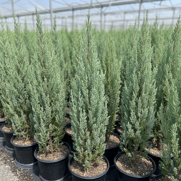 Moonglow, Rocky Mountain Juniper, Juniperus scopulorum