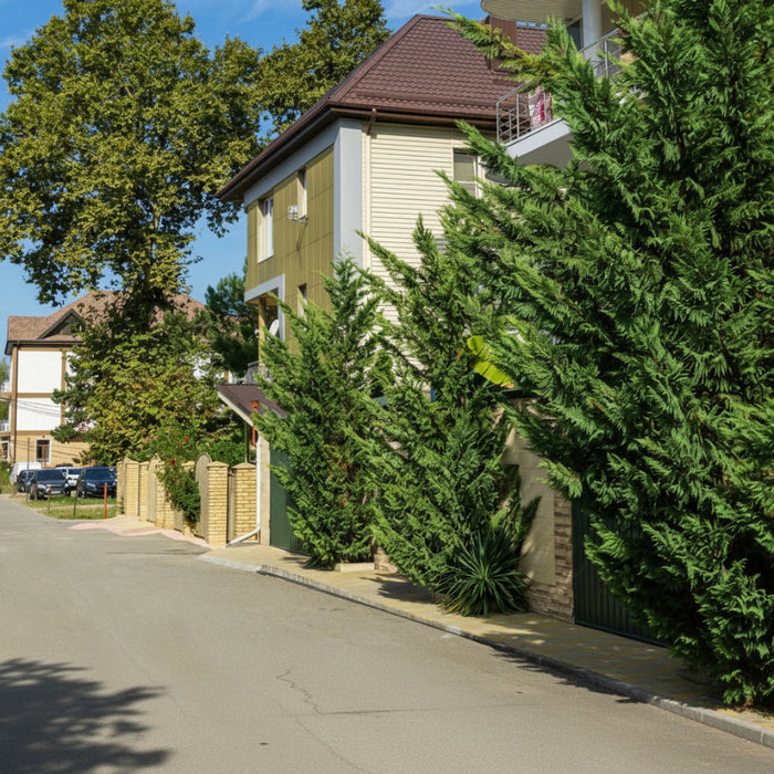 A large, mature Murray Leyland Cypress tree featuring dense, feathery green foliage, growing tall as a natural privacy