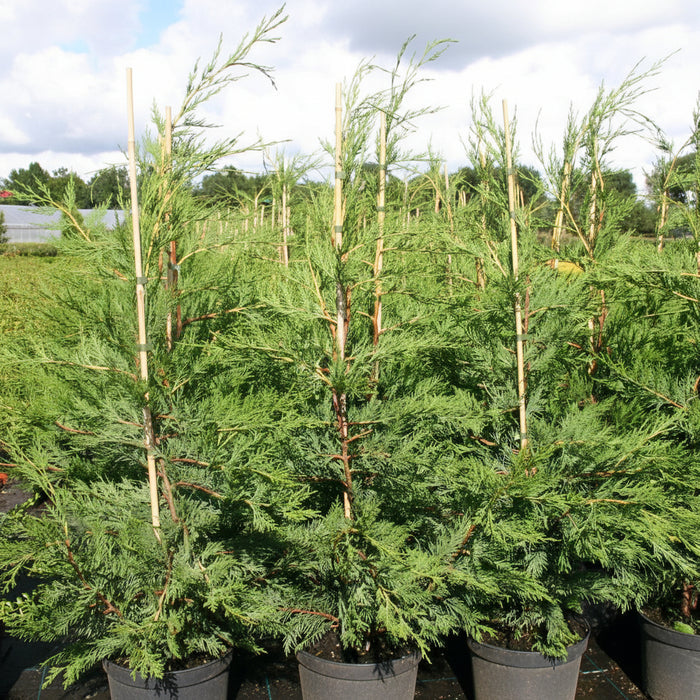 Murray Leyland Cypress, Cupressocyparis Leylandii view