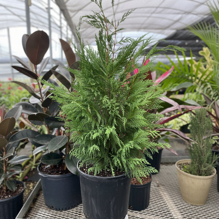 Murray Leyland Cypress, Cupressocyparis Leylandii close view