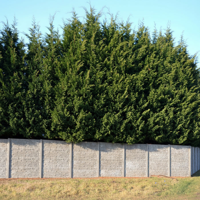 Murray Leyland Cypress, Cupressocyparis Leylandii view over wall