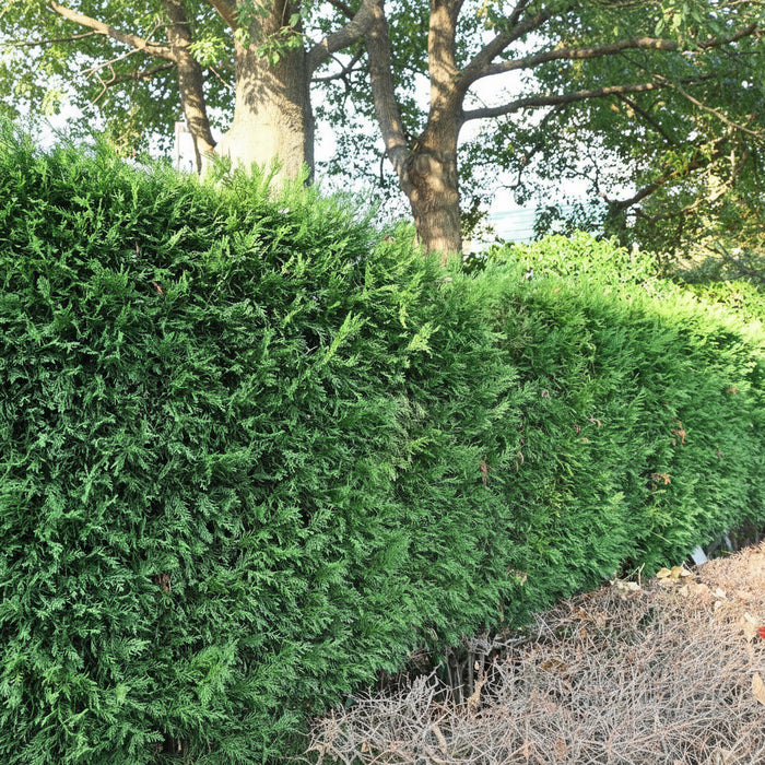 Leyland Cypress, Cupressocyparis Leylandii full grown view as a hedge